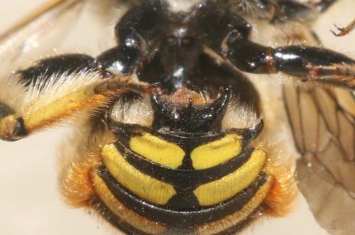 Réf. 326 390 : Anthidium manicatum